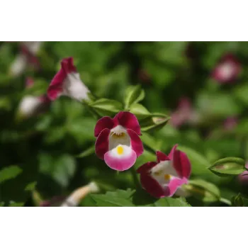 Fresh Orchid Flower